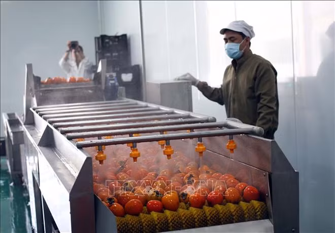 Mise en service d’une usine de production de kakis séchés à Lam Dong ảnh 1 Mise en service d’une usine de production de kakis séchés à Lam Dong ảnh 1
