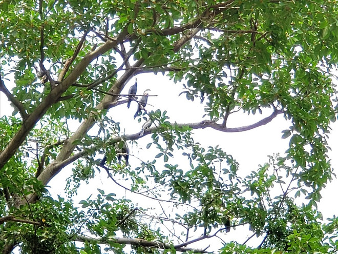 Découverte des "oiseaux-serpents" dans la province de Dong Nai ảnh 1
