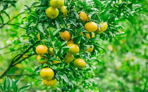 Lang Son ou le royaume des mandarines ảnh 2  Lang Son ou le royaume des mandarines ảnh 2