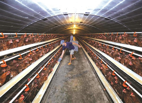 Les coopératives, un acteur important de l’économie nationale ảnh 1