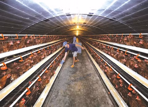 Les coopératives, un acteur important de l’économie nationale ảnh 1