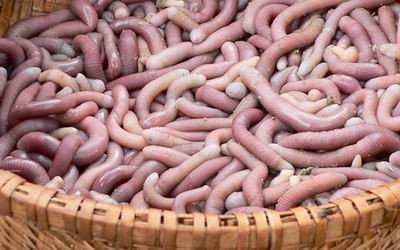 Protection de l’indication géographique pour le siponcle nu de Vân Dôn ảnh 1 Protection de l’indication géographique pour le siponcle nu de Vân Dôn ảnh 1