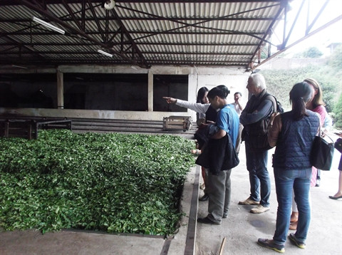 Thé Shan tuyêt, une affaire d’indication ảnh 2 Thé Shan tuyêt, une affaire d’indication ảnh 2