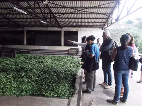 Thé Shan tuyêt, une affaire d’indication ảnh 2