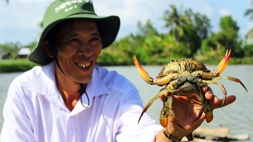 Le crabe de Nam Can de Cà Mau devient une marque commerciale ảnh 1 Le crabe de Nam Can de Cà Mau devient une marque commerciale ảnh 1
