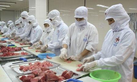 Le TPP ouvre de belles opportunités au thon vietnamien ảnh 1 Le TPP ouvre de belles opportunités au thon vietnamien ảnh 1