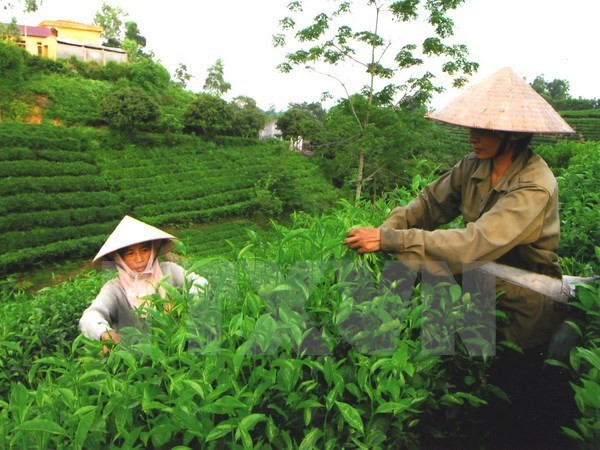 Les points forts de Thai Nguyen présentés aux entreprises américaines ảnh 1 Les points forts de Thai Nguyen présentés aux entreprises américaines ảnh 1