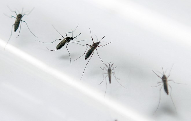 Aucun cas de virus Zika signalé au Vietnam ảnh 2 Aucun cas de virus Zika signalé au Vietnam ảnh 2