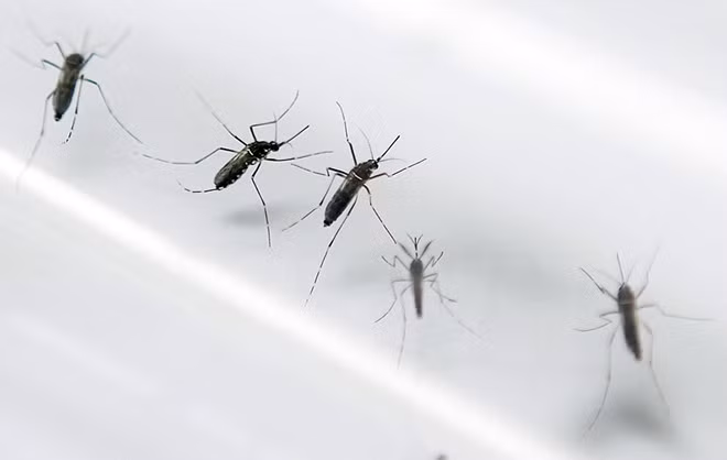 Aucun cas de virus Zika signalé au Vietnam ảnh 2