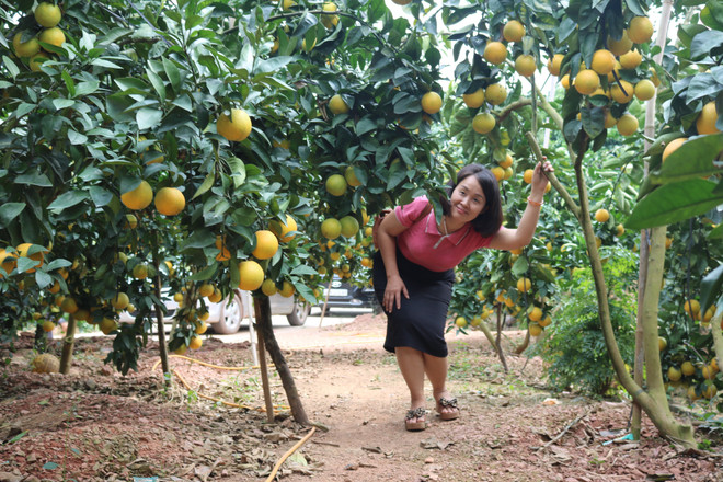 Voyage dans les vergers à Bac Giang ảnh 1 Voyage dans les vergers à Bac Giang ảnh 1