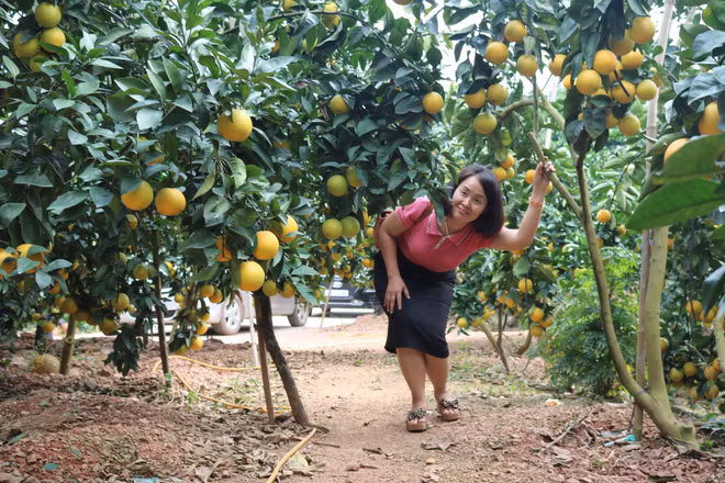 Voyage dans les vergers à Bac Giang ảnh 1