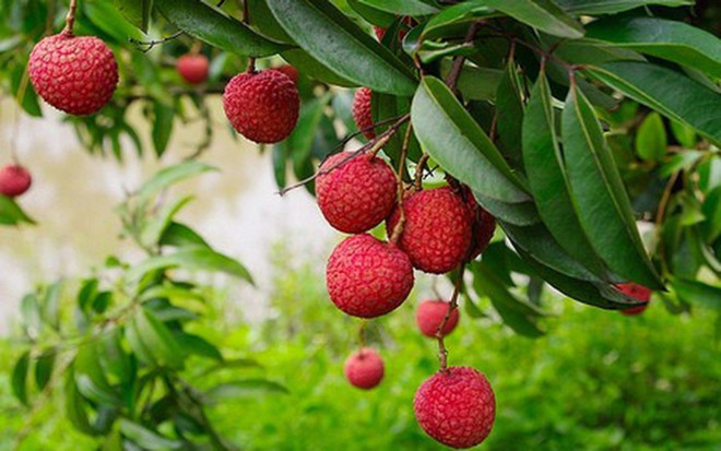Le litchi vietnamien officiellement exporté au Japon ảnh 1