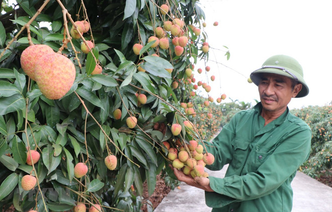 Hai Duong se prépare à l’exportation de litchis vers le Japon ảnh 1 Hai Duong se prépare à l’exportation de litchis vers le Japon ảnh 1