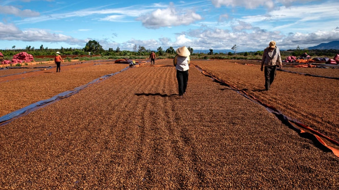 Pourquoi le Vietnam est-il sur le point de devenir le fer de lance de la grande révolution du café biologique? ảnh 1 Pourquoi le Vietnam est-il sur le point de devenir le fer de lance de la grande révolution du café biologique? ảnh 1