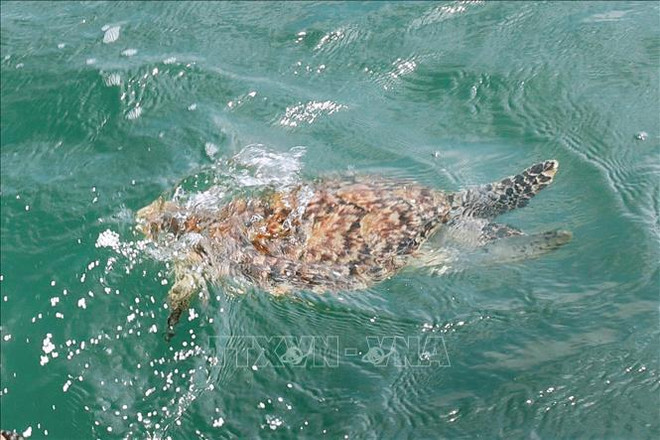 Une tortue rare relâchée en mer ảnh 1 Une tortue rare relâchée en mer ảnh 1