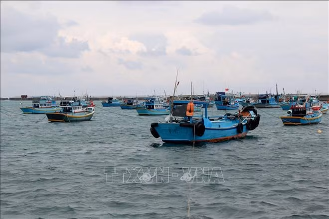 D’inlassables efforts de Binh Thuan pour mettre fin la pêche INN ảnh 1