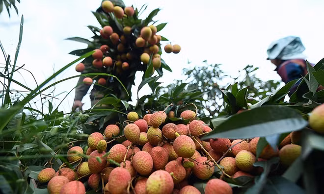 Des centaines de commerçants chinois s'inscrivent pour acheter du litchi de Bac Giang ảnh 1
