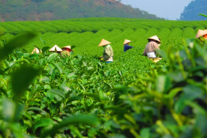 Les exportations de thé rapportent 50 millions de dollars en quatre mois ảnh 1 Les exportations de thé rapportent 50 millions de dollars en quatre mois ảnh 1