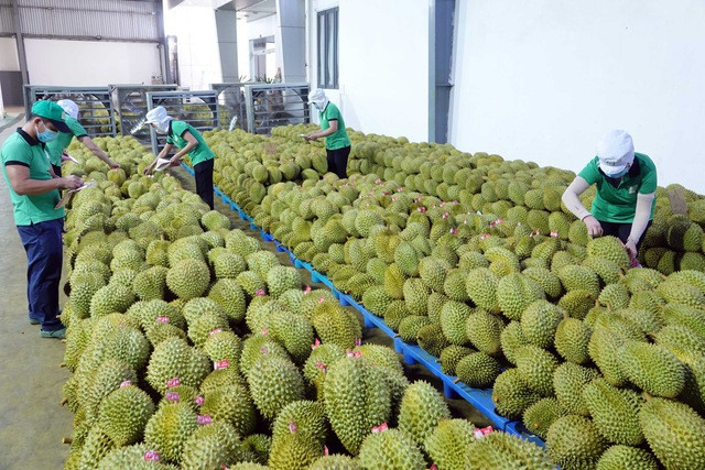 Les exportations de durians sur la bonne voie ảnh 1