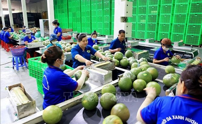 Des opportunités de croissance des exportations de fruits et légumes en 2024 s’ouvrent ảnh 1 Des opportunités de croissance des exportations de fruits et légumes en 2024 s’ouvrent ảnh 1