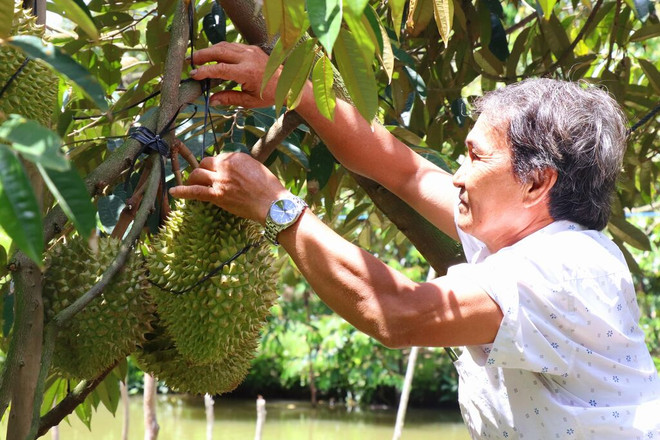 Une saison optimiste des agriculteurs vietnamiens ảnh 1 Une saison optimiste des agriculteurs vietnamiens ảnh 1