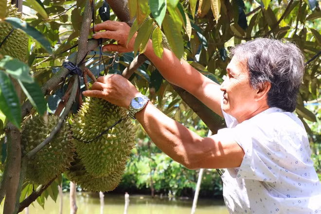 Une saison optimiste des agriculteurs vietnamiens ảnh 1