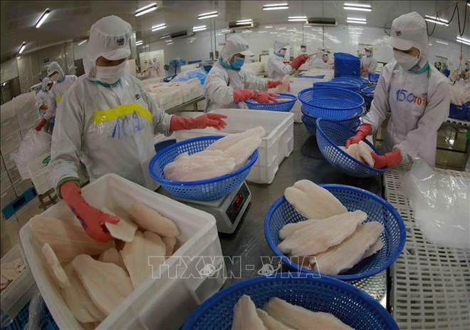 Le Vietnam vise deux milliards de dollars d'exportations de pangasius en 2024 ảnh 1