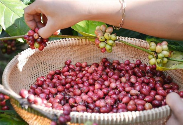 Le Vietnam a exporté pour près de 4,2 milliards de dollars de café en 2023 ảnh 1 Le Vietnam a exporté pour près de 4,2 milliards de dollars de café en 2023 ảnh 1