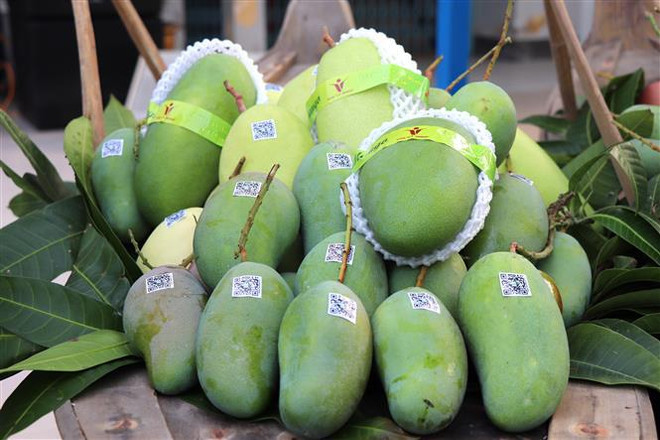 An Giang exporte son premier lot de mangue verte en Australie et aux États-Unis ảnh 1