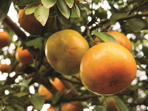 Dông Tháp, terre fertile pour l’essor de l’agriculture ảnh 1 Dông Tháp, terre fertile pour l’essor de l’agriculture ảnh 1