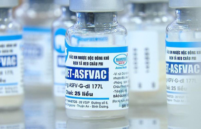 Le Vietnam devient le premier pays à commercialiser le vaccin contre la peste porcine africaine ảnh 1  Le Vietnam devient le premier pays à commercialiser le vaccin contre la peste porcine africaine ảnh 1