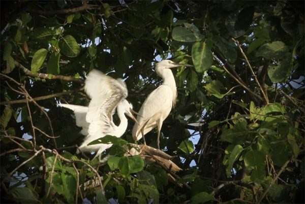 Can Tho cherche à attirer davantage de touristes dans la héronnière de Bang Lang ảnh 1 Can Tho cherche à attirer davantage de touristes dans la héronnière de Bang Lang ảnh 1