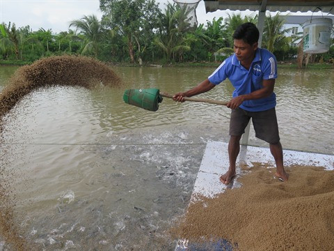La filière pangasius doit s’orienter vers le développement durable ảnh 1