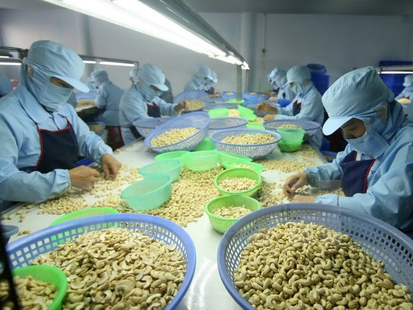 Le Vietnam projette d'exporter 3,3 milliards de dollars de noix de cajou en 2017 ảnh 1 Le Vietnam projette d'exporter 3,3 milliards de dollars de noix de cajou en 2017 ảnh 1