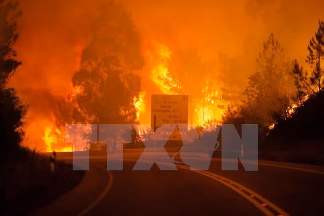 Incendies de forêt : message de sympathie au Portugal ảnh 1