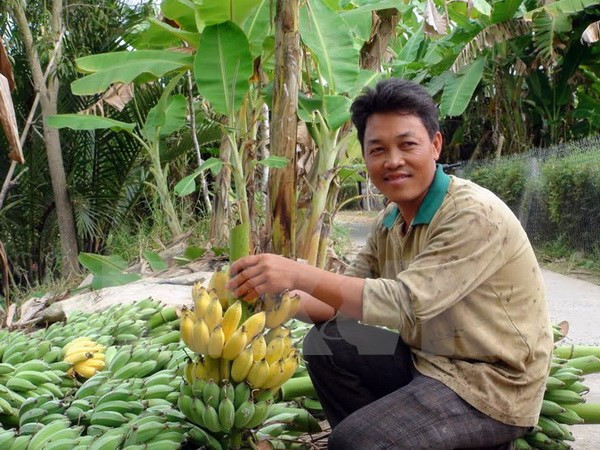 Cân Tho cherche à exporter ses bananes vers la R. de Corée ảnh 1 Cân Tho cherche à exporter ses bananes vers la R. de Corée ảnh 1