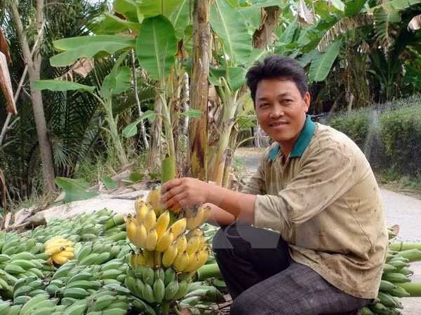 Cân Tho cherche à exporter ses bananes vers la R. de Corée ảnh 1