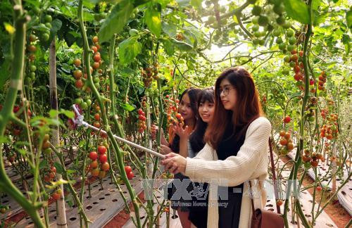 Lam Dong crée une percée dans son agritourisme ảnh 2 Lam Dong crée une percée dans son agritourisme ảnh 2