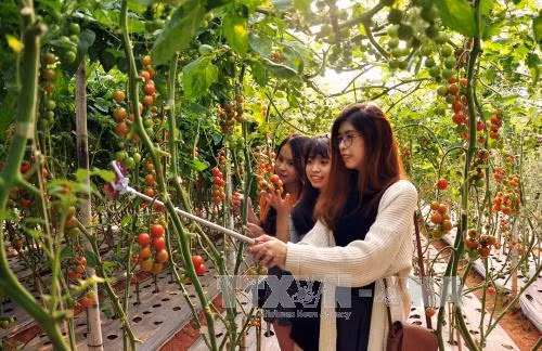 Lam Dong crée une percée dans son agritourisme ảnh 2