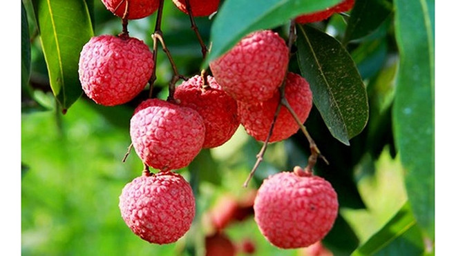Le Vietnam a exporté 92 000 tonnes de litchis vers 27 pays et territoires ảnh 1 Le Vietnam a exporté 92 000 tonnes de litchis vers 27 pays et territoires ảnh 1