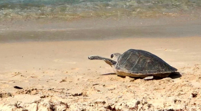 À Quang Tri, une tortue olivâtre est relâchée à la mer ảnh 1 À Quang Tri, une tortue olivâtre est relâchée à la mer ảnh 1