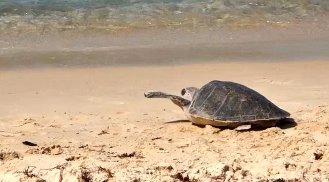 À Quang Tri, une tortue olivâtre est relâchée à la mer ảnh 1 À Quang Tri, une tortue olivâtre est relâchée à la mer ảnh 1
