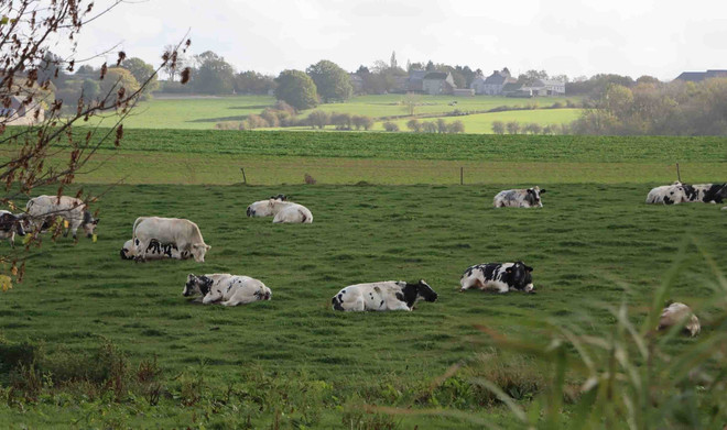 Hanoï et la Wallonie (Belgique) coopèrent dans le développent de la race bovine 3B ảnh 2 Hanoï et la Wallonie (Belgique) coopèrent dans le développent de la race bovine 3B ảnh 2