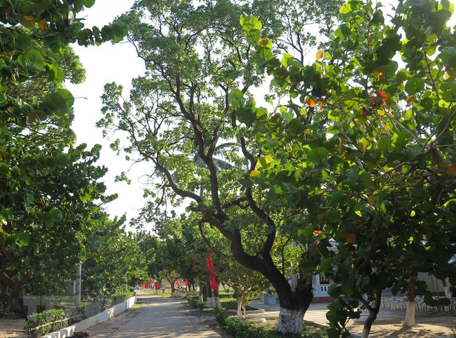 Ben Tre offre 15.000 plants pour verdir le district insulaire de Truong Sa ảnh 1 Ben Tre offre 15.000 plants pour verdir le district insulaire de Truong Sa ảnh 1