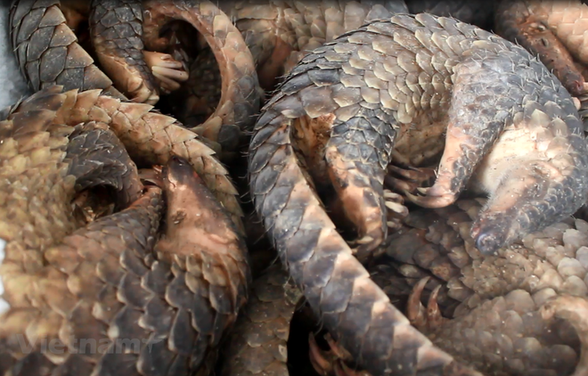 WWF: lancement d’une campagne contre la consommation de viande d'animaux sauvages ảnh 1 WWF: lancement d’une campagne contre la consommation de viande d'animaux sauvages ảnh 1
