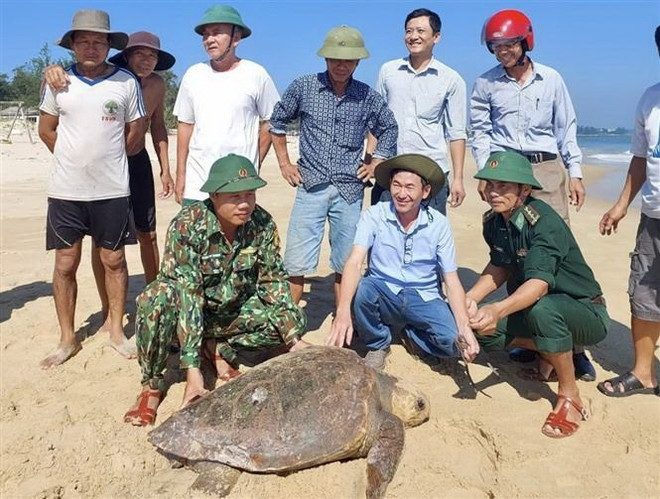 À Quang Tri, une tortue olivâtre est relâchée à la mer ảnh 2 À Quang Tri, une tortue olivâtre est relâchée à la mer ảnh 2