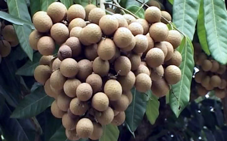 Dông Thap : des longanes... et de la souplesse ảnh 1 Dông Thap : des longanes... et de la souplesse ảnh 1