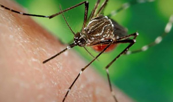 Le 1er cas de virus Zika confirmé en Malaisie ảnh 1 Le 1er cas de virus Zika confirmé en Malaisie ảnh 1