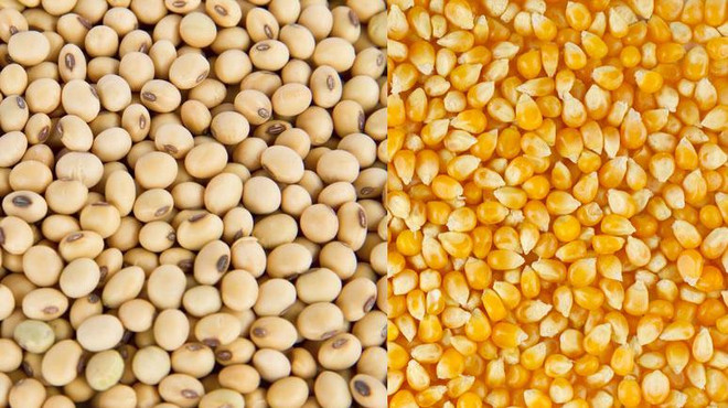 Matières premières de l'alimentation animale: l’Argentine, premier fournisseur du Vietnam ảnh 1 Matières premières de l'alimentation animale: l’Argentine, premier fournisseur du Vietnam ảnh 1