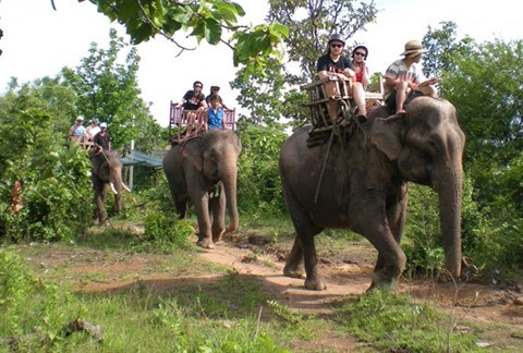 L’éco-bénévolat au secours des animaux sauvages à Dak Lak ảnh 2 L’éco-bénévolat au secours des animaux sauvages à Dak Lak ảnh 2